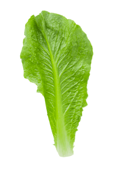 lechuga - Posada del Pelaire - Casa Rural, Restaurante y Eventos